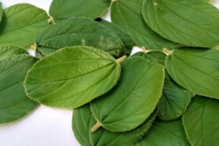 DAUN BIDARA SEGAR 50PCS