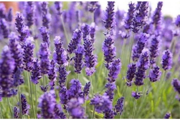 Minyak telon lavender 60 ml 500pcs